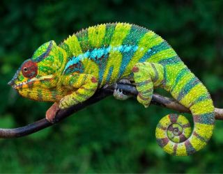 Obrázek z Magnet 3D 7x9cm - chameleon (25) 